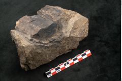 Foto (Seitenansicht) von Palissya podocarpoides Ettingshausen (NHMW-GEO-2024-0188-10343)